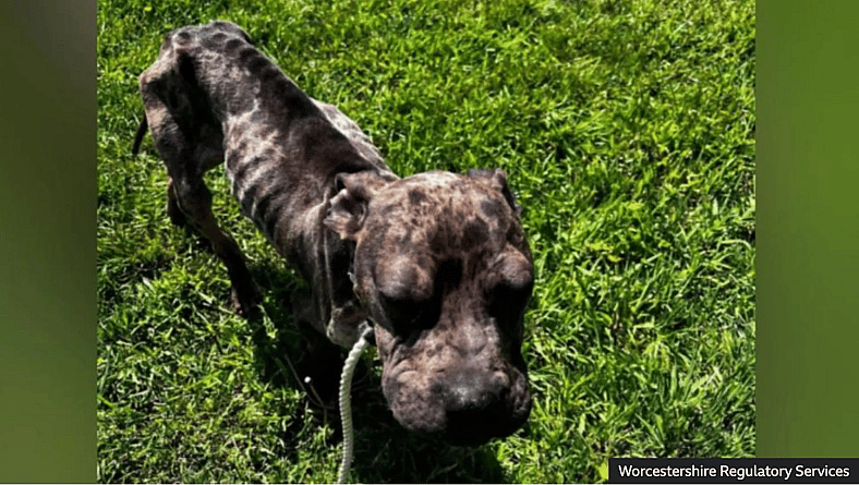 Demand Justice for Dogs Left as ‘Bags of Bones’ by Heartless Owners